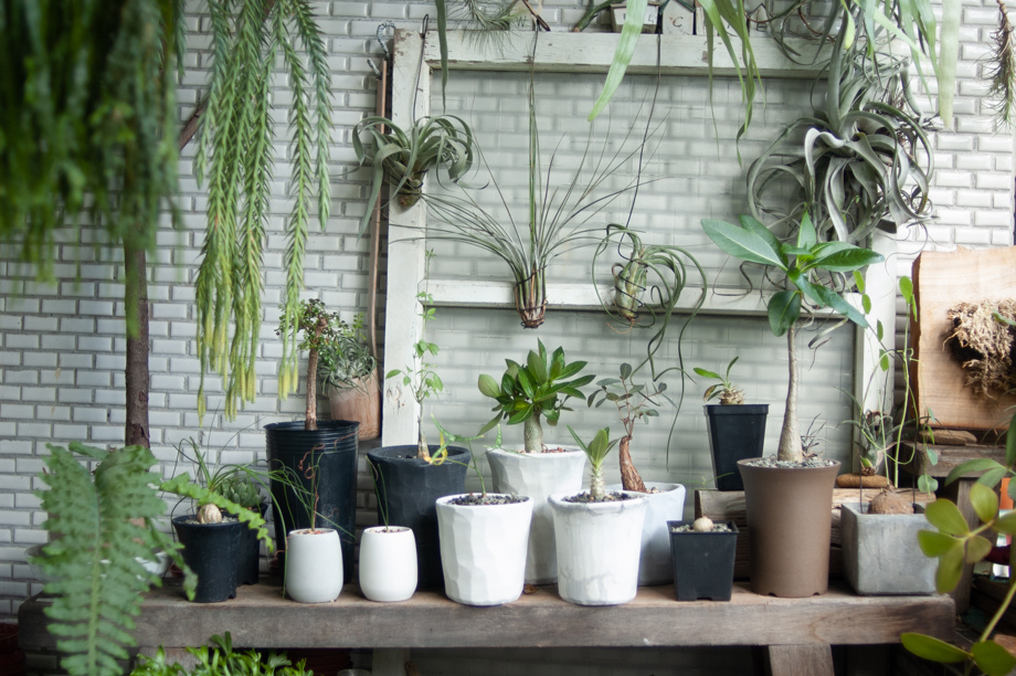 陽台上的風景 16種塊根植物caudex 記錄分享 微醺記憶 痞客邦