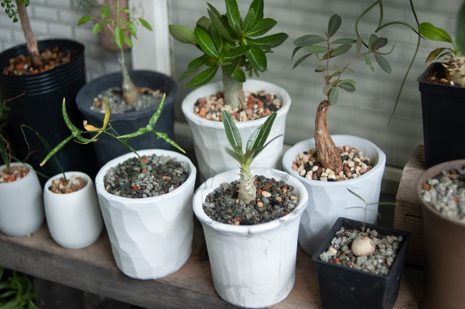 陽台上的風景 16種塊根植物caudex 記錄分享 微醺記憶 痞客邦