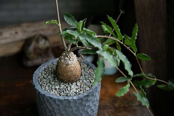 陽台上的風景 塊根植物 火星人fockea Edulis 成長紀錄 微醺記憶 痞客邦