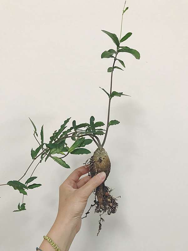 陽台上的風景 塊根植物 火星人fockea Edulis 成長紀錄 微醺記憶 痞客邦