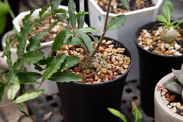 陽台上的風景 塊根植物 火星人fockea Edulis 成長紀錄 微醺記憶 痞客邦