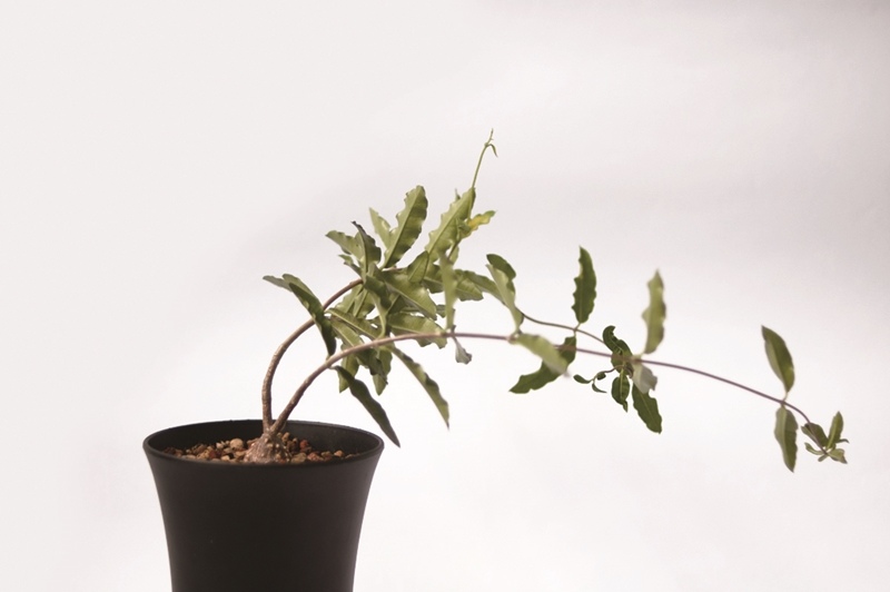 陽台上的風景 塊根植物 火星人fockea Edulis 成長紀錄 微醺記憶 痞客邦