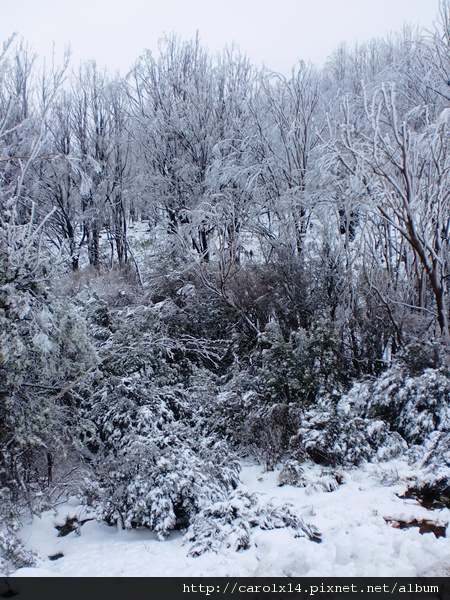 2011_07 看雪去 Lake Mountain