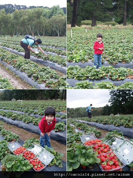 2012_02 Strawberry Farm