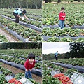 2012_02 Strawberry Farm