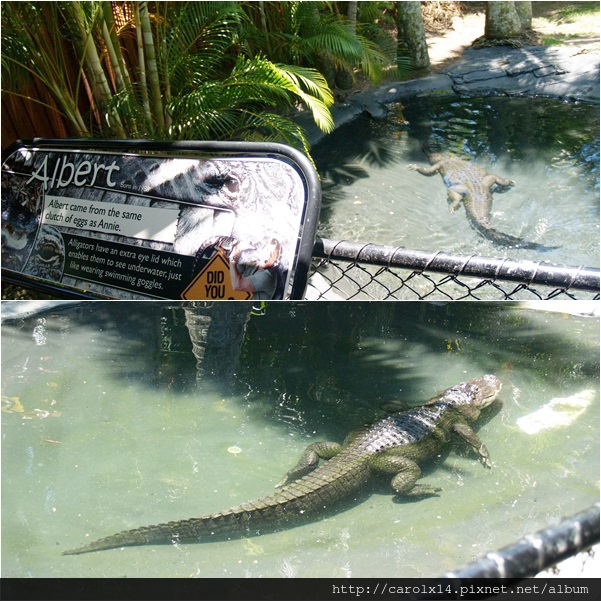 2014_11 Australia Zoo