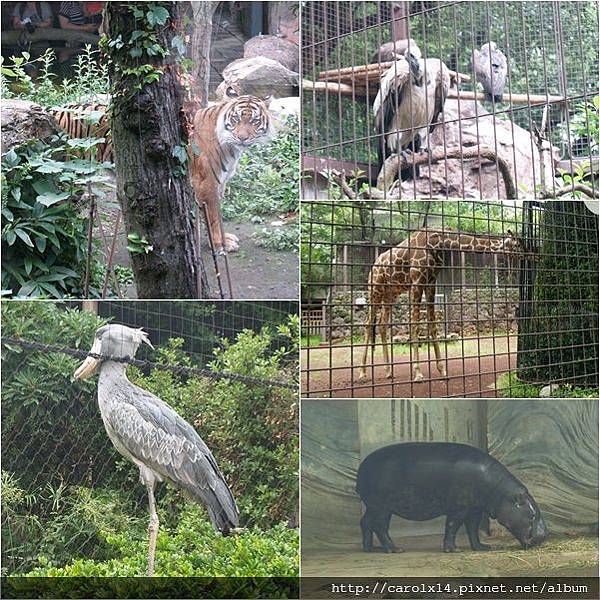 2015_06 東京 上野動物園