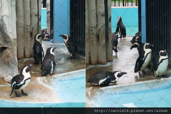 2015_06 Ueno Zoo