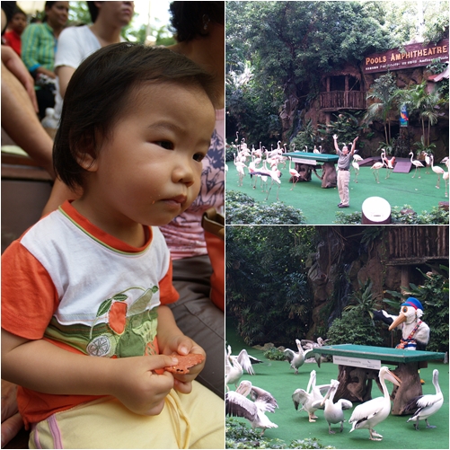 Jurong Bird Park