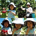 2010_12 採櫻桃