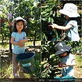 2010_12 採櫻桃