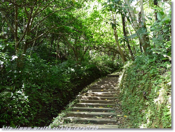 2010土城桐花