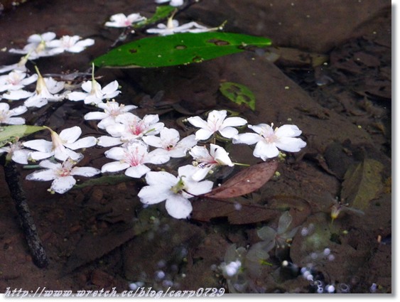 2010土城桐花