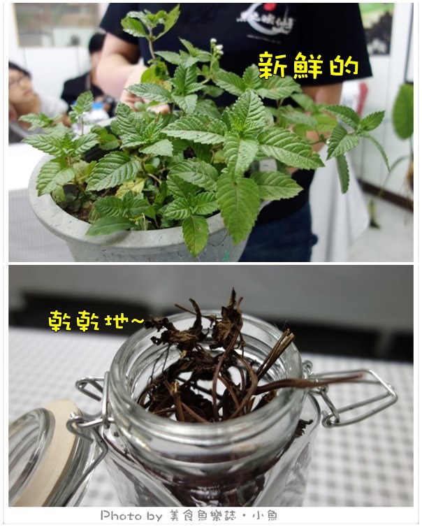 仙草植物.jpg