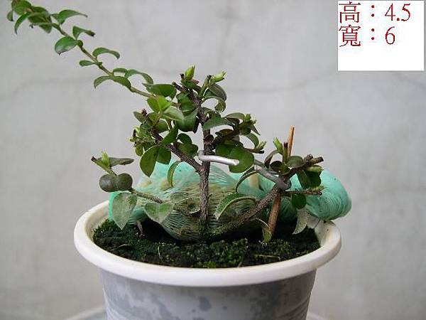 紫檀__免洗杯.JPG 紫檀__免洗杯.JPG