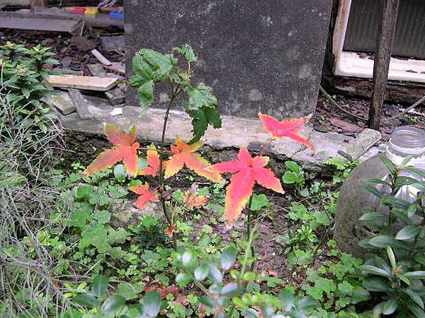 20160206 後門紅葉.JPG 20160206 後門紅葉.JPG
