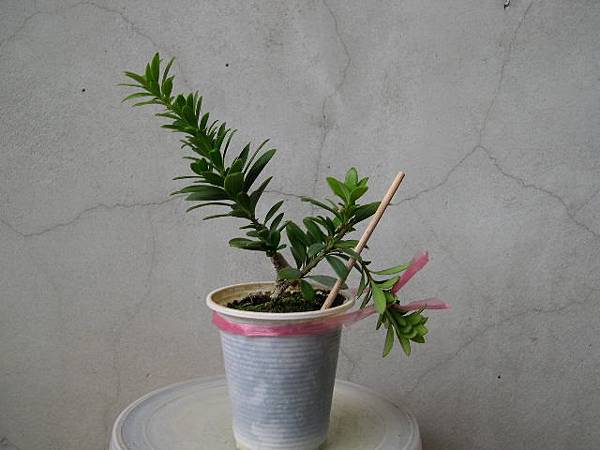 20170307__1.JPG 20170307__1.JPG