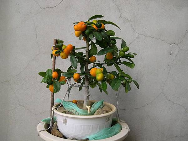 20151231__金豆柑.JPG 20151231__金豆柑.JPG