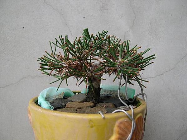 20170411__黑松.JPG 20170411__黑松.JPG