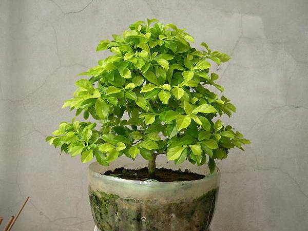 20140817__金露花.JPG 20140817__金露花.JPG