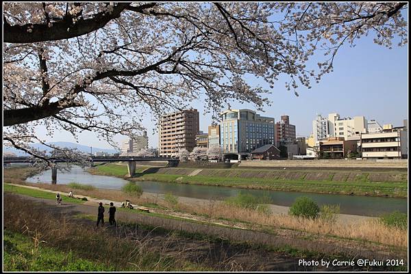 足羽川 - 04.JPG