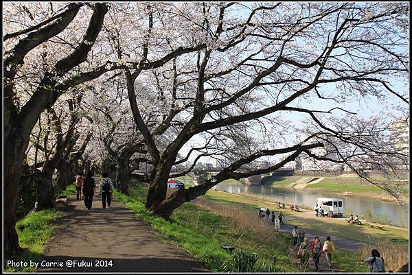 足羽川 - 08.JPG