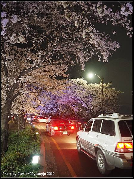 慶州興武路櫻花隧道 - 1.JPG