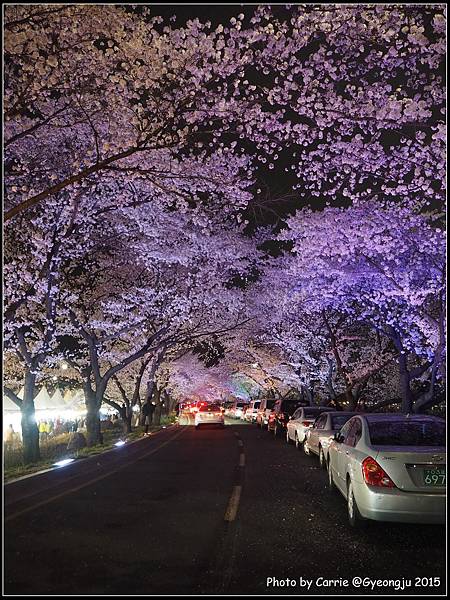 慶州興武路櫻花隧道 - 3.JPG