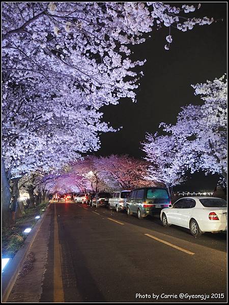 慶州興武路櫻花隧道 - 4.JPG