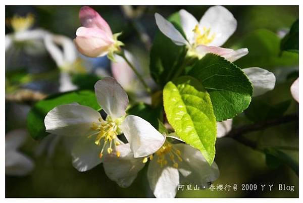 沼平公園內的西洋蘋果花