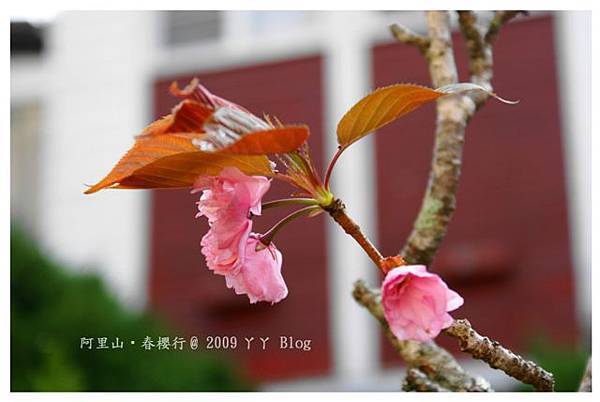 阿里山賓館前山櫻花