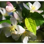 沼平公園內的西洋蘋果花