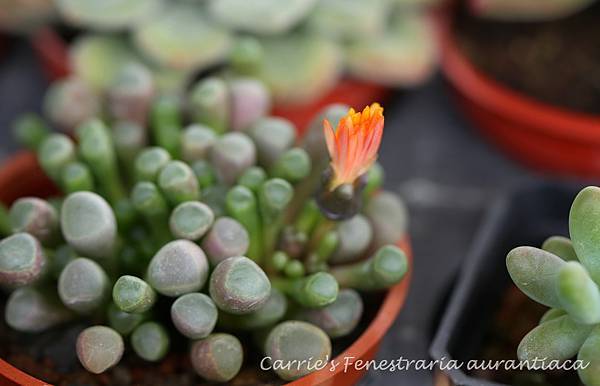  五十鈴玉 Fenestraria aurantiaca 012614