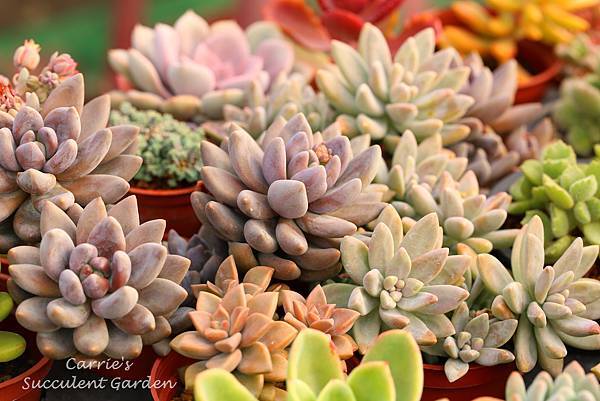 紫麗殿 Pachyveria 'Blue Mist' 、姬朧月 Graptopetalum 'BRONZ' 、秋麗 Graptosedum 'Francesco Baldi' 010914