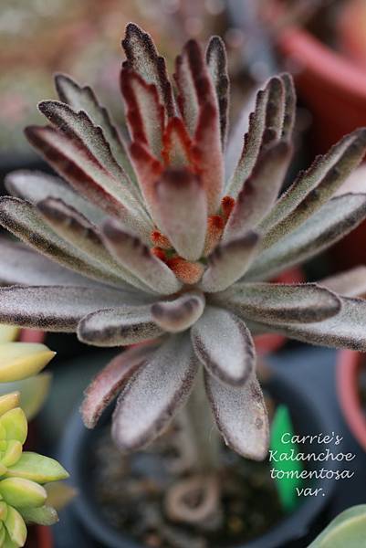 Succulent 多肉植物 Garden Notes 2 11 14 Part Iv 野兔耳月兔耳毛小玉小蝴蝶银箭 雪花台湾