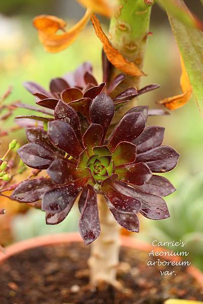 040214 黑法師 Aeonium arboreum var.