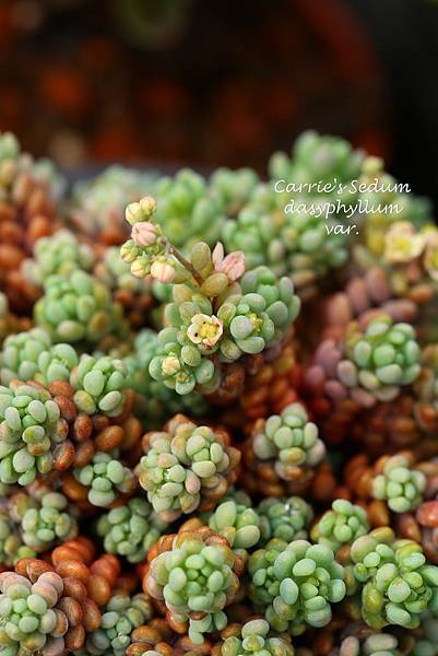 040214 大姬星美人 Sedum dasyphyllum var.