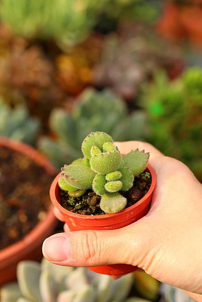 040214 熊童子 Cotyledon tomentosa