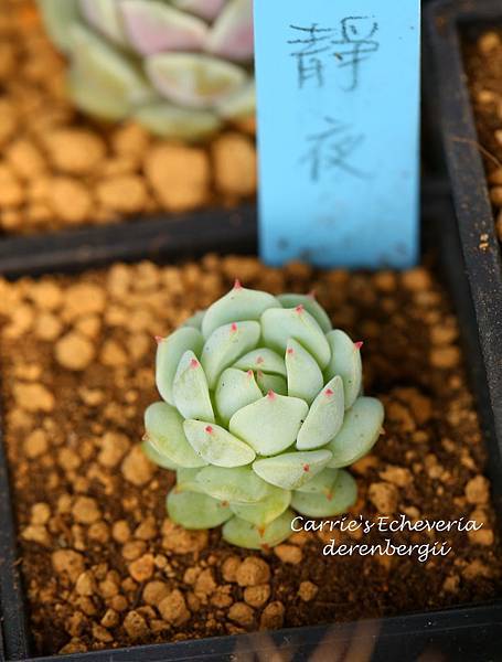 040214 靜夜 Echeveria derenbergii