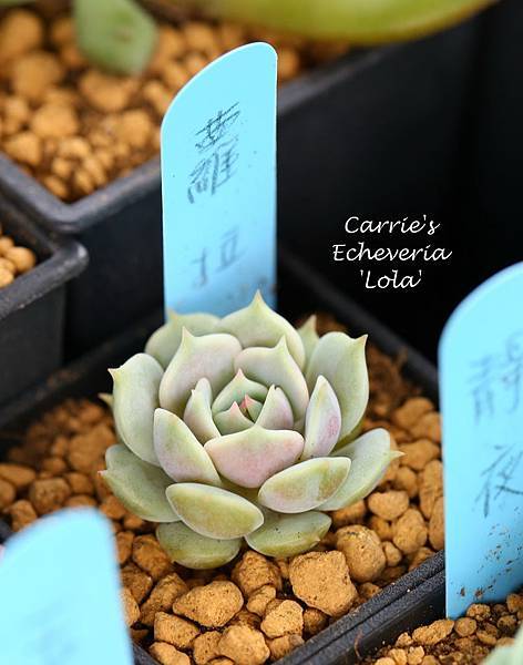 040214 蘿拉 Echeveria 'Lola'