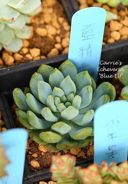 040214 藍精靈 Echeveria 'Blue Elf'