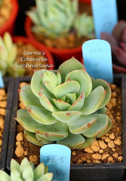 040214 Echeveria kirchneriana