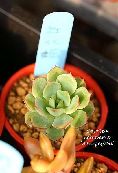 040214 紅化粧 Echeveria 'Benigesyou'