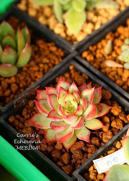 040214 女雛 Echeveria 'Mebina'