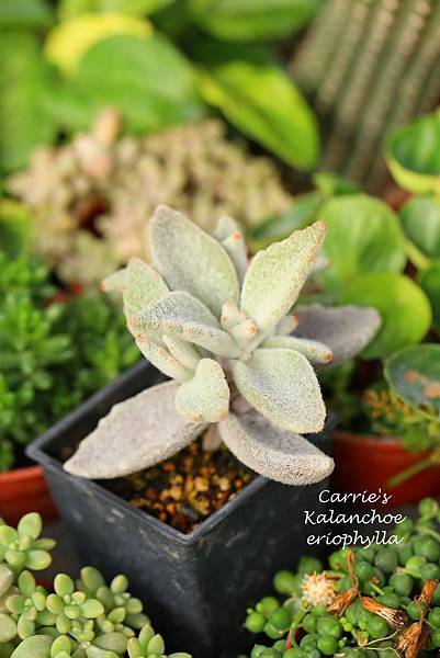 040214 福兔耳 Kalanchoe eriophylla