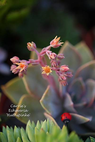 041114 初戀 Echeveria 'Huthspinke'