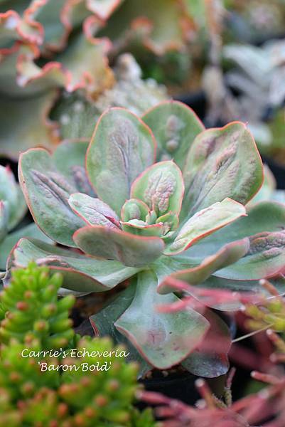 041114 狂野男爵 Echeveria 'Baron Bold'