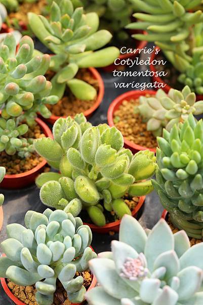 060114 熊童子錦黃斑 Cotyledon tomentosa f. variegata