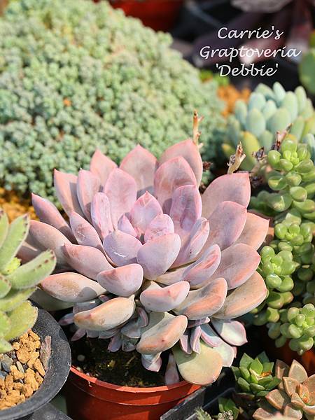 060114 黛比 Graptoveria 'Debbie'