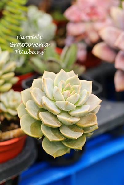 060514 白牡丹 Graptoveria 'Titubans'